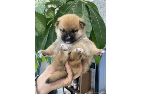 販売中の茨城県の豆柴-391578の3枚目