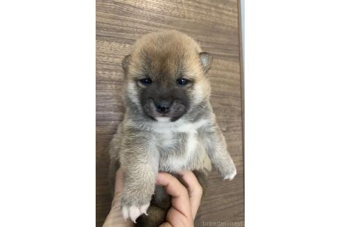 販売中の茨城県の豆柴-391580の8枚目