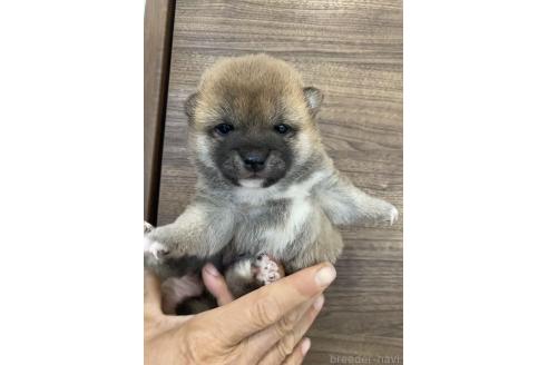 販売中の茨城県の豆柴-391580の5枚目