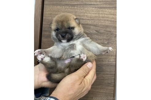 販売中の茨城県の豆柴-391580の3枚目