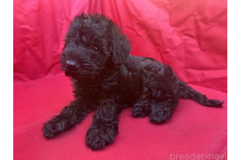 販売中の兵庫県のミックス犬-391582の5枚目