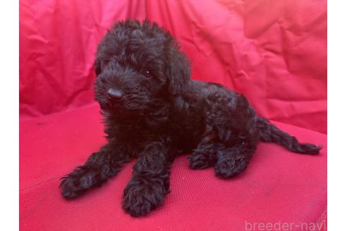 販売中の兵庫県のミックス犬-391582の4枚目