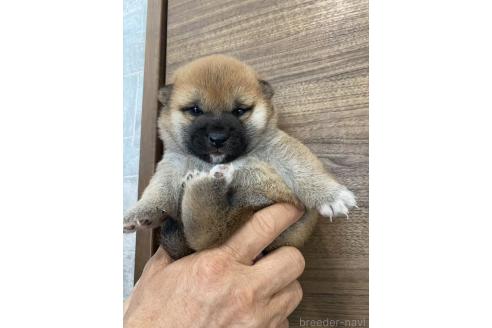販売中の茨城県の豆柴-391581の4枚目