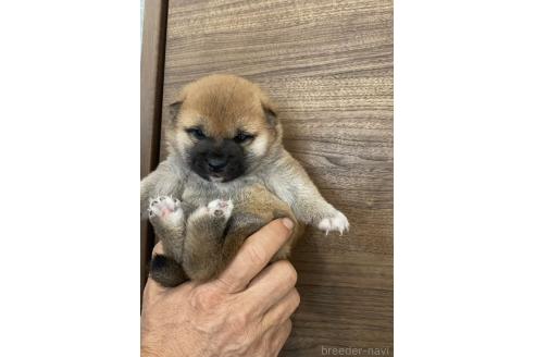 販売中の茨城県の豆柴-391581の3枚目