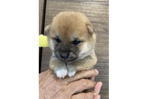 販売中の茨城県の豆柴-391584の3枚目