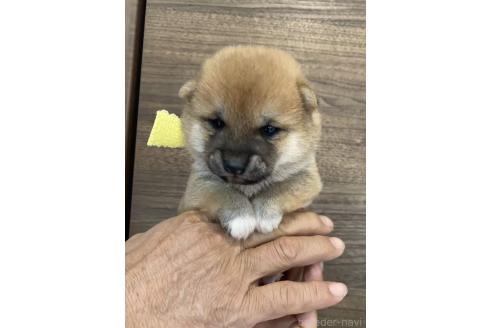 販売中の茨城県の豆柴-391584の2枚目