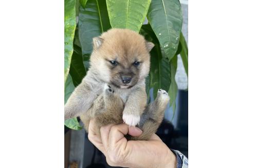 販売中の茨城県の豆柴-391585の5枚目