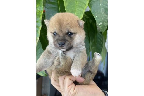 販売中の茨城県の豆柴-391585の4枚目