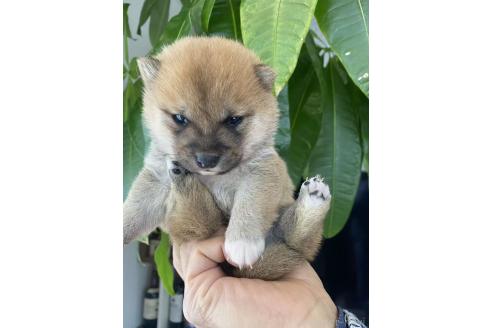 販売中の茨城県の豆柴-391585の3枚目