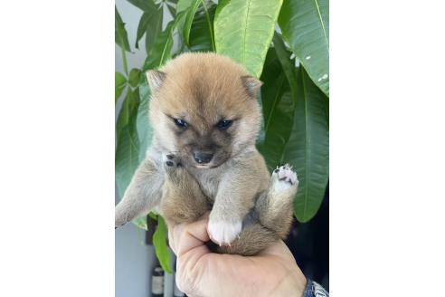 販売中の茨城県の豆柴-391585の2枚目