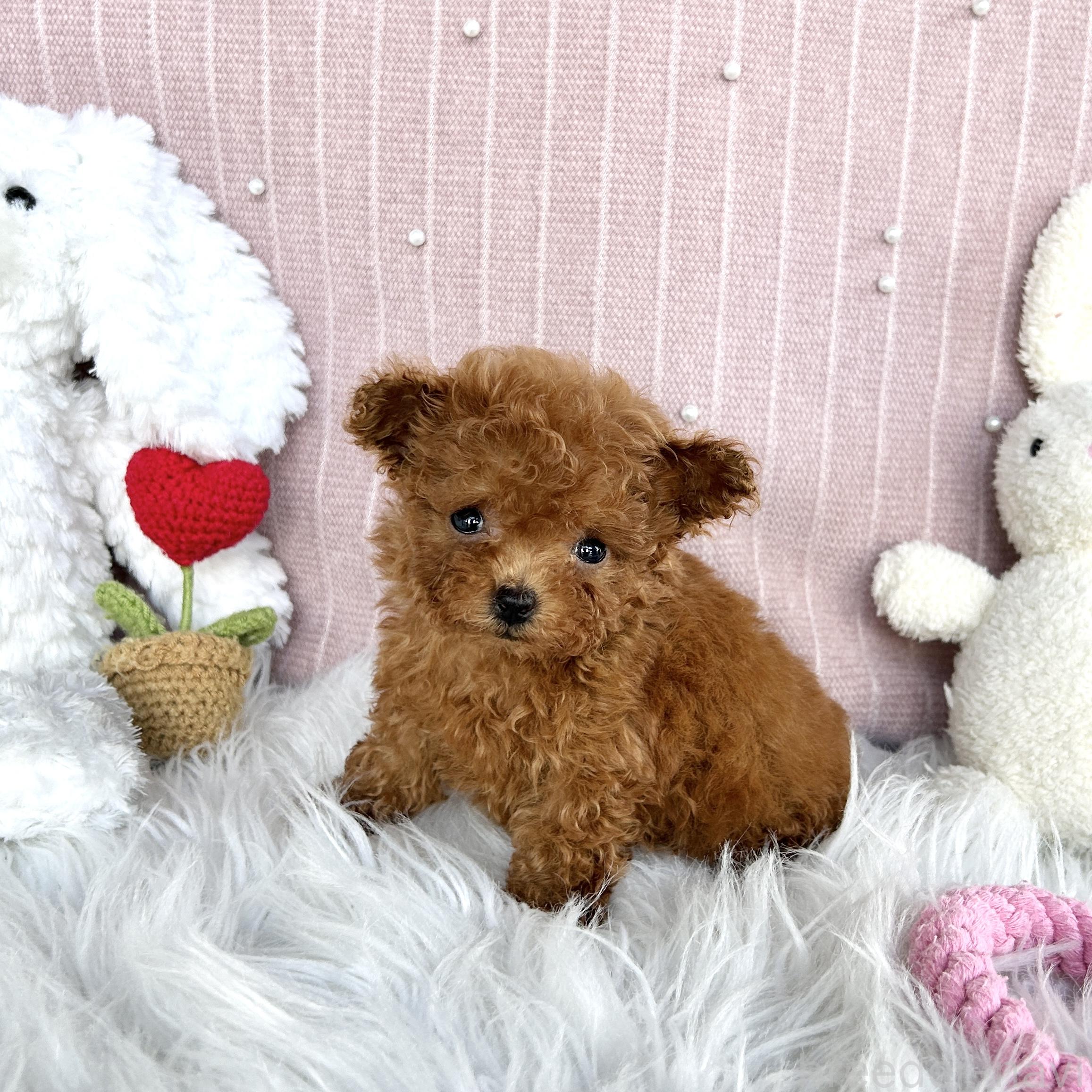 販売中の栃木県のティーカッププードル-391588の5枚目