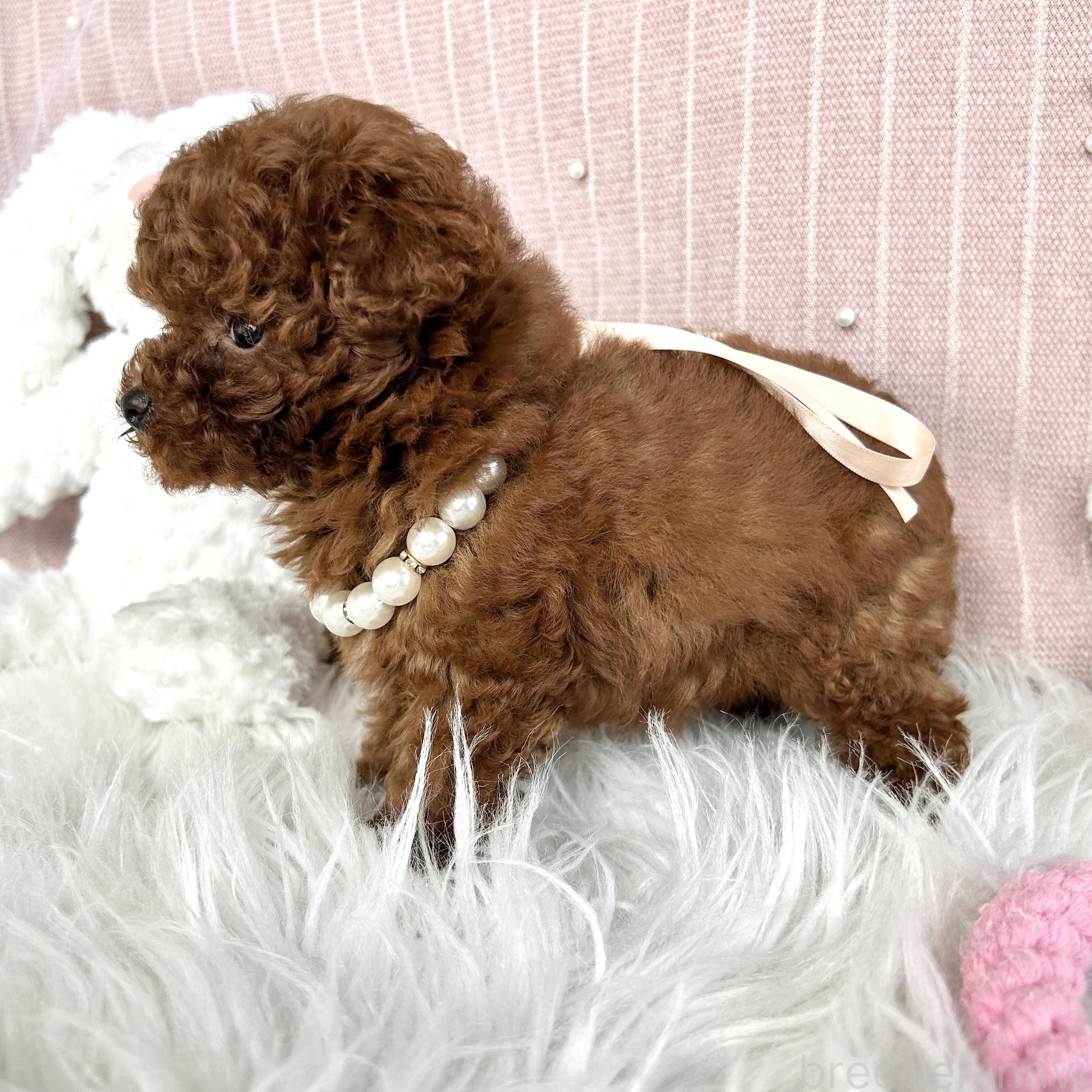 販売中の栃木県のタイニープードル-391589の9枚目