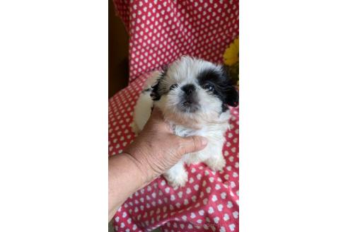 販売中の鹿児島県のミックス犬-391619の3枚目