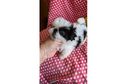 販売中の鹿児島県のミックス犬-391619の2枚目