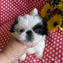 販売中の鹿児島県のミックス犬-391619の1枚目