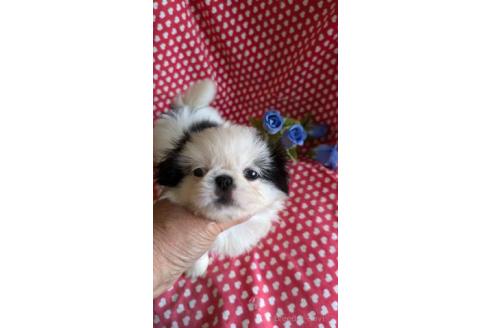 販売中の鹿児島県のミックス犬-391622の3枚目