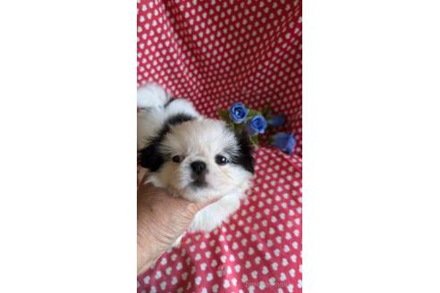販売中の鹿児島県のミックス犬-391622の4枚目