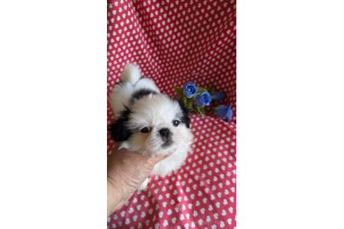 販売中の鹿児島県のミックス犬-391622の2枚目