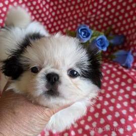 販売中の鹿児島県のミックス犬-391622の1枚目
