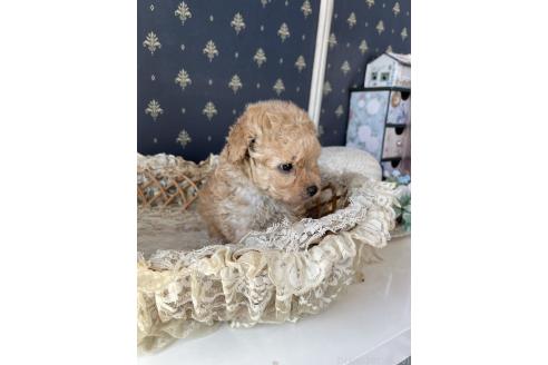 販売中の宮崎県のタイニープードル-391628の4枚目
