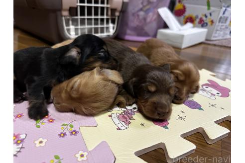 販売中の熊本県のミニチュアダックスフンド(ロングヘアード)-389353の3枚目