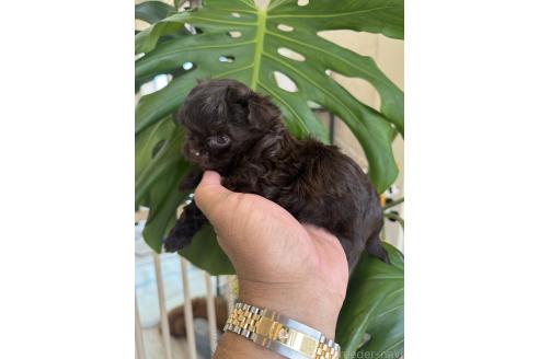 成約済の静岡県のチワプー:チワワ×トイプードル-388527の2枚目