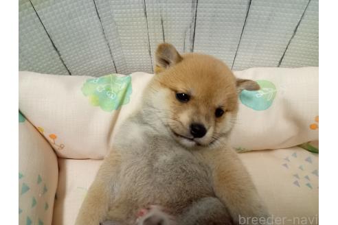 販売中の熊本県の豆柴-391787の3枚目