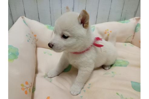 販売中の熊本県の豆柴-391798の3枚目