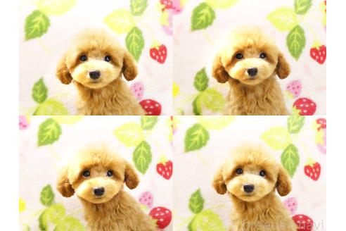 販売中の千葉県のティーカッププードル-379816の4枚目