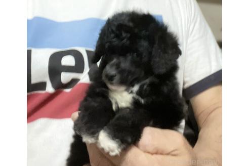 販売中の埼玉県のタイニープードル-391632の2枚目