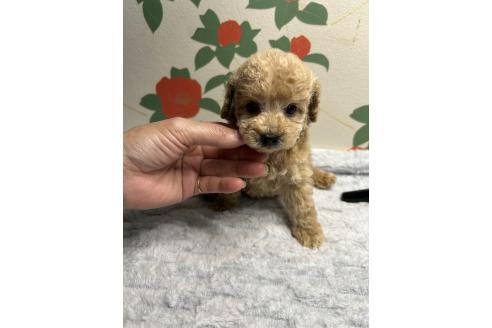 販売中の鹿児島県のタイニープードル-391635の6枚目