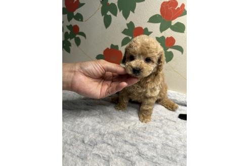 販売中の鹿児島県のタイニープードル-391635の5枚目