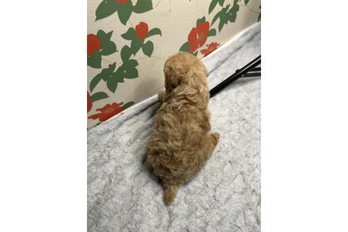 販売中の鹿児島県のタイニープードル-391635の4枚目