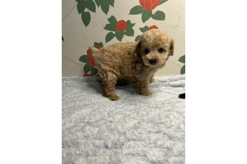 販売中の鹿児島県のタイニープードル-391635の3枚目