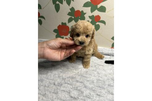 販売中の鹿児島県のタイニープードル-391635の2枚目