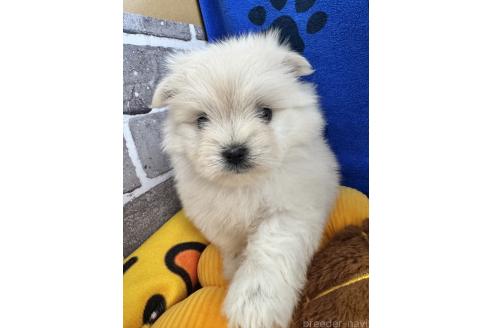 販売中の茨城県のポメマル:ポメラニアン×マルチーズ-388242
