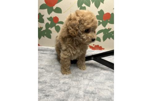 販売中の鹿児島県のタイニープードル-391636の5枚目