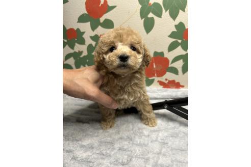 販売中の鹿児島県のタイニープードル-391636の4枚目
