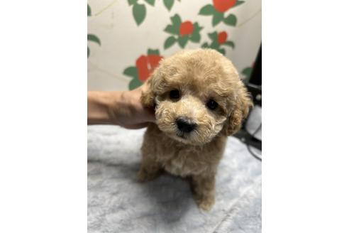 販売中の鹿児島県のタイニープードル-391636の3枚目