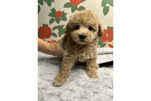 販売中の鹿児島県のタイニープードル-391636の2枚目