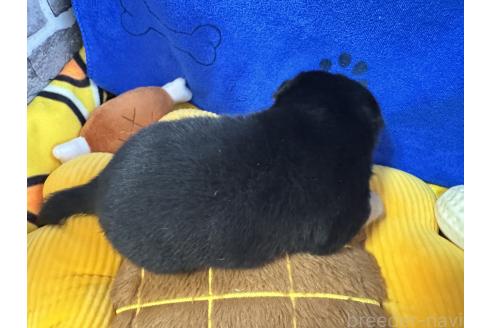 販売中の茨城県のミックス犬-390037の2枚目