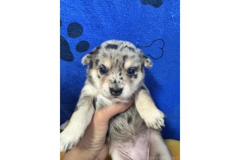 販売中の茨城県のミックス犬-390038の3枚目
