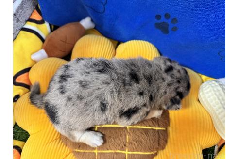 販売中の茨城県のミックス犬-390038の2枚目