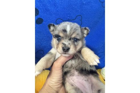 販売中の茨城県のミックス犬-390039の3枚目