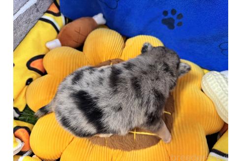 販売中の茨城県のミックス犬-390039の2枚目