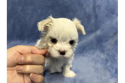 販売中の佐賀県のマルチーズ-391641の1枚目