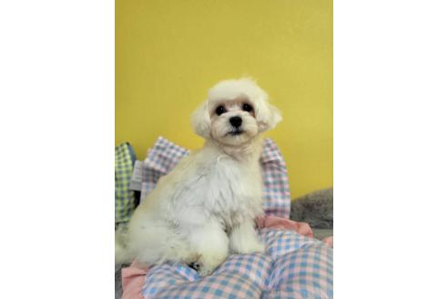 販売中の東京都のミックス犬-388678の7枚目