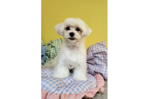 販売中の東京都のミックス犬-388678