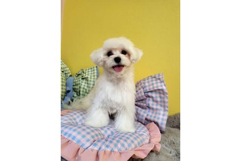 販売中の東京都のミックス犬-388678の5枚目