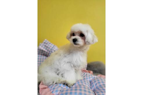販売中の東京都のミックス犬-388678の6枚目